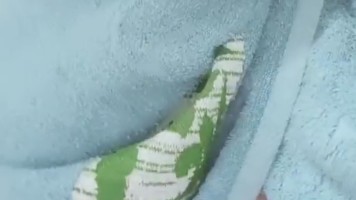 Uting Coklat Toket Violine ID 40618092 Mango Live Mandi